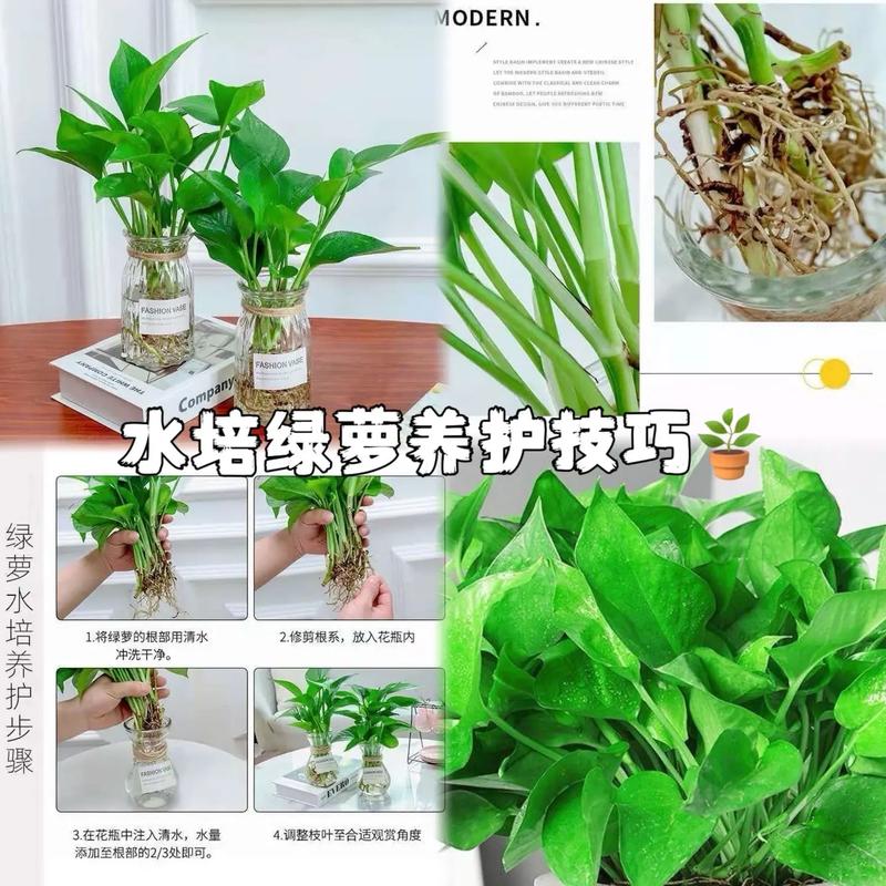 土养绿萝如何转水培？-第1张图片-吾爱花网