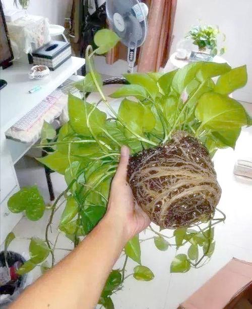 水培绿萝根部裂开发黑-第1张图片-吾爱花网