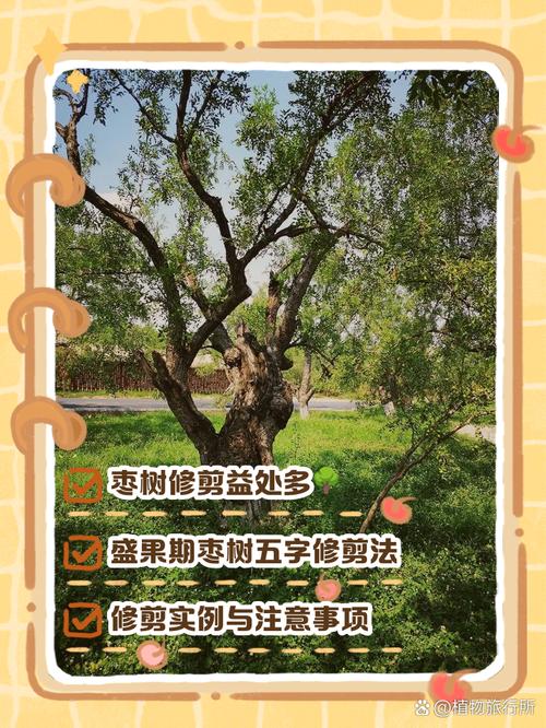 盆栽枣整形修剪要怎么做?-第1张图片-吾爱花网 盆栽枣整形修剪要怎么做?-第1张图片-吾爱花网