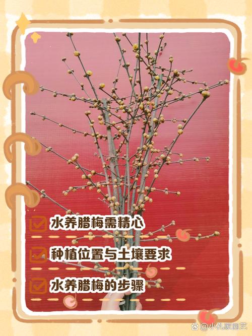 多肉腊梅怎么养才爆盆?-第2张图片-吾爱花网 多肉腊梅怎么养才爆盆?-第2张图片-吾爱花网