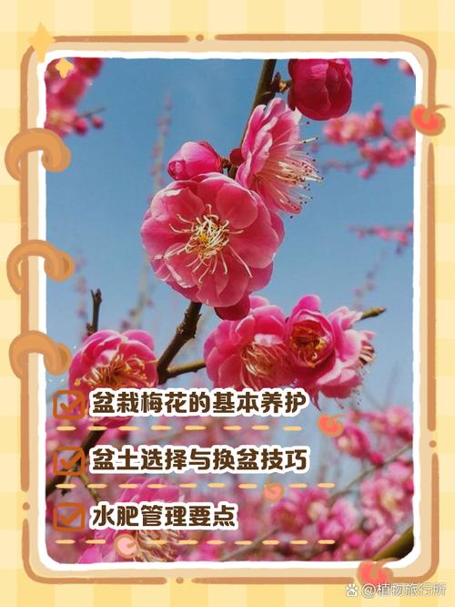 多肉腊梅怎么养才爆盆?-第3张图片-吾爱花网 多肉腊梅怎么养才爆盆?-第3张图片-吾爱花网