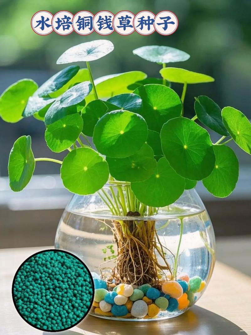 水培植物真能活很久吗？养护秘诀是什么？-第2张图片-吾爱花网