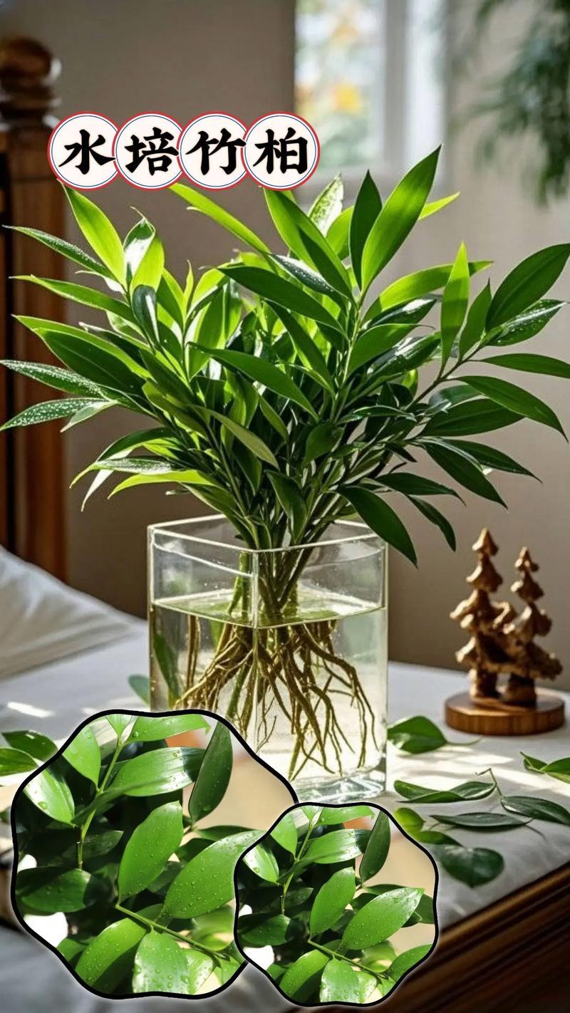 水培植物真能活很久吗？养护秘诀是什么？-第3张图片-吾爱花网