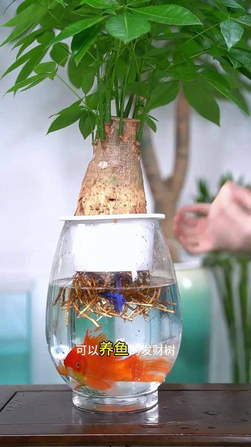 普通发财树能水培吗?-第1张图片-吾爱花网 普通发财树能水培吗?-第1张图片-吾爱花网