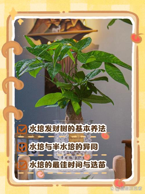 普通发财树能水培吗?-第2张图片-吾爱花网 普通发财树能水培吗?-第2张图片-吾爱花网