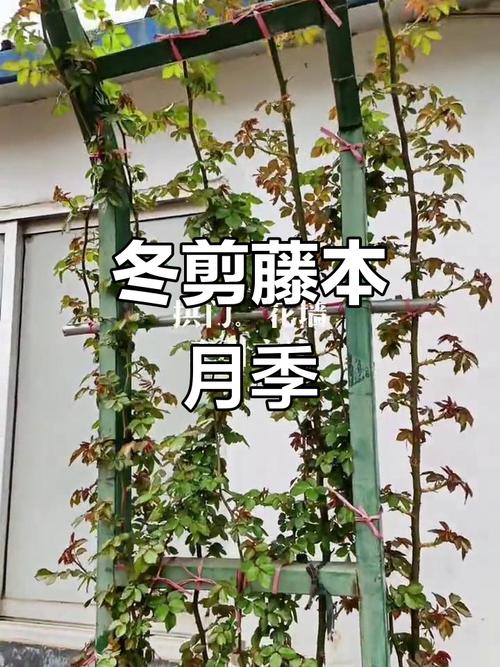 盆栽爬藤月季剪枝要怎么剪？-第2张图片-吾爱花网