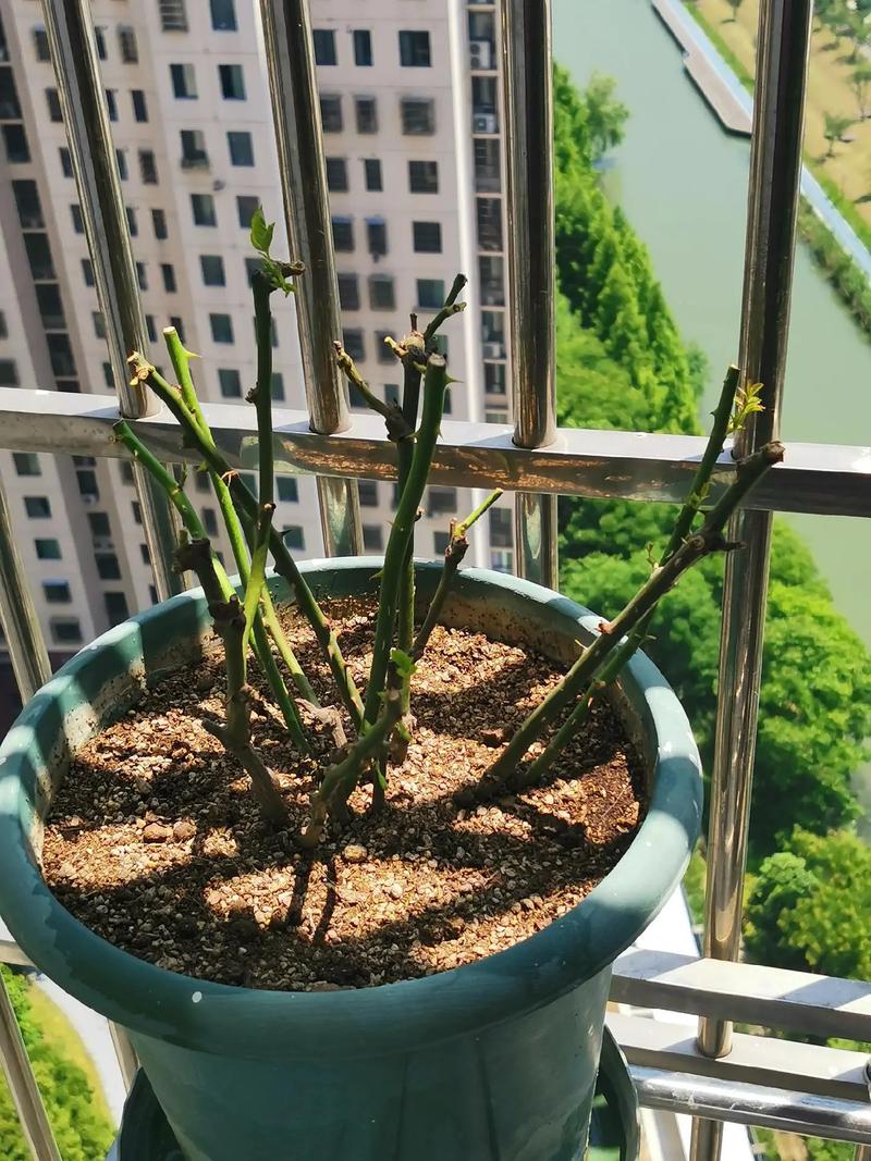 盆栽爬藤月季剪枝要怎么剪?-第3张图片-吾爱花网 盆栽爬藤月季剪枝要怎么剪?-第3张图片-吾爱花网