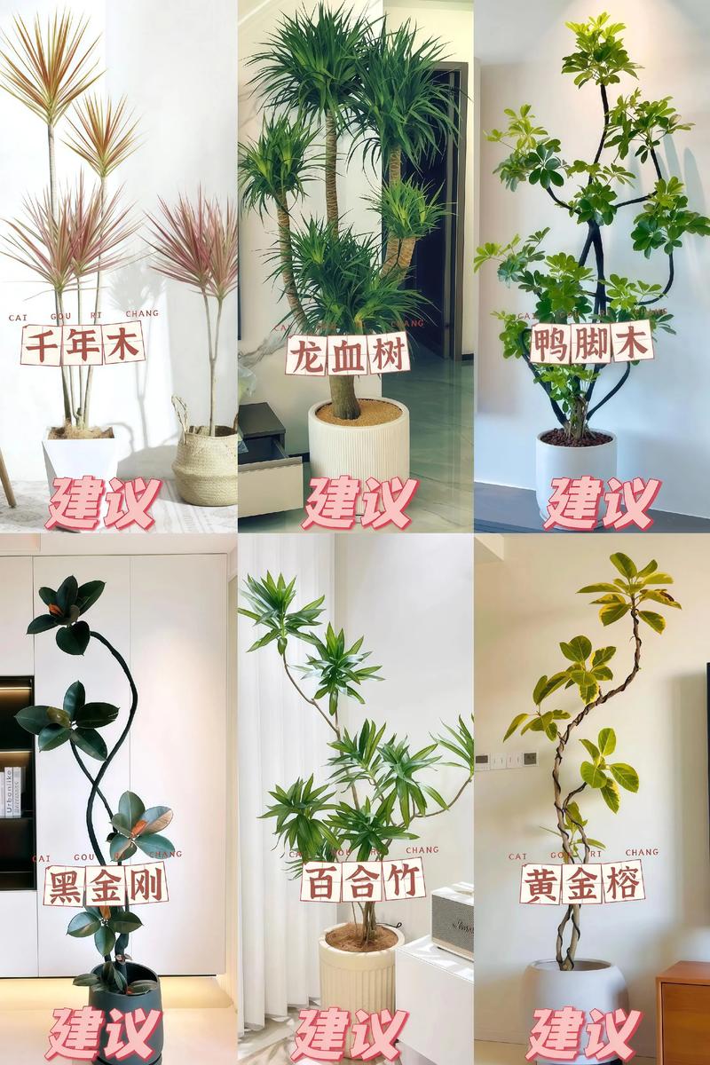 家庭盆栽究竟藏着哪些好处？-第1张图片-吾爱花网