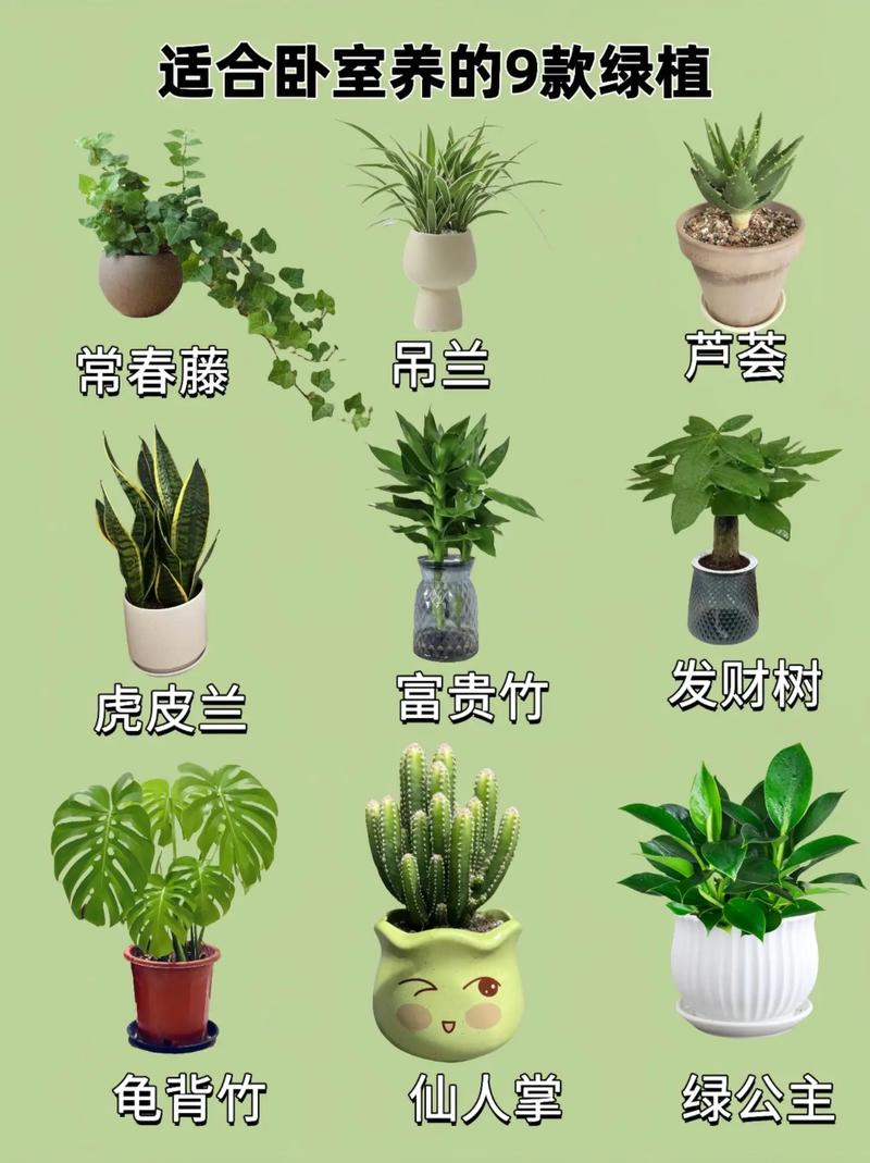 家庭盆栽究竟藏着哪些好处？-第2张图片-吾爱花网