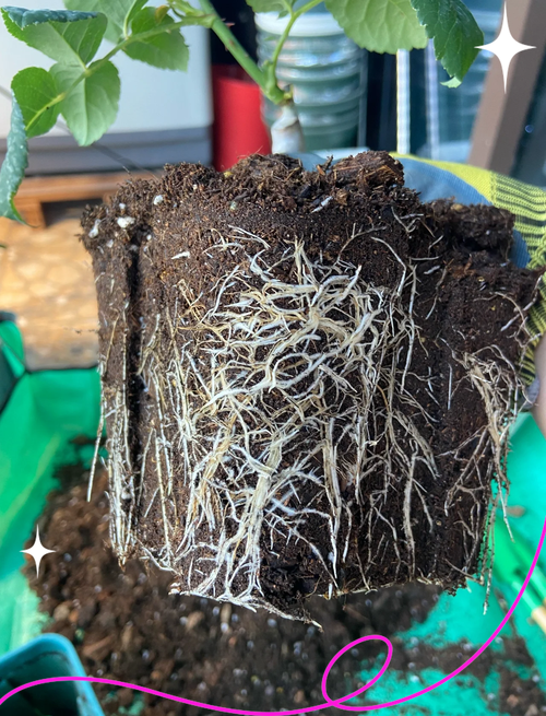 多肉植物培养发达根系-第1张图片-吾爱花网