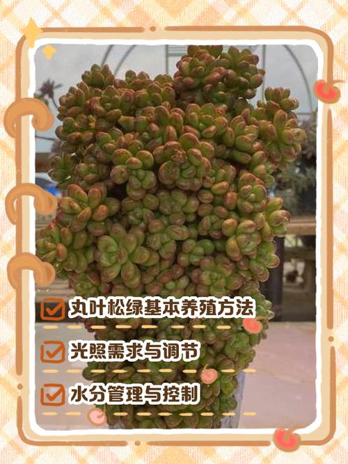 多肉叶子细长怎么办?-第3张图片-吾爱花网 多肉叶子细长怎么办?-第3张图片-吾爱花网