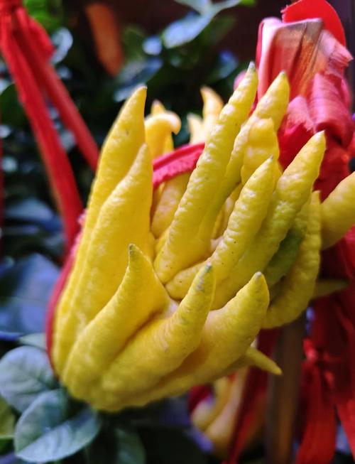 佛手盆栽图片有哪些品种与造型？-第1张图片-吾爱花网