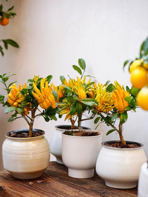 佛手盆栽图片有哪些品种与造型？-第3张图片-吾爱花网