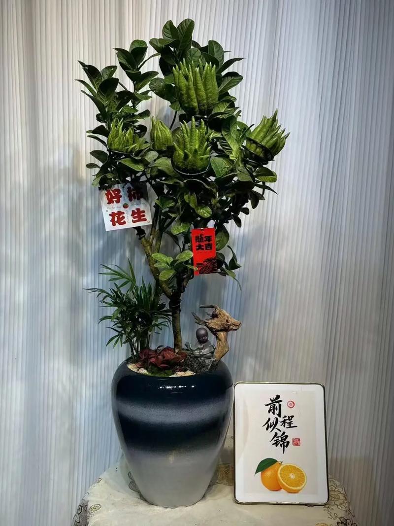 佛手盆栽图片有哪些品种与造型？-第2张图片-吾爱花网