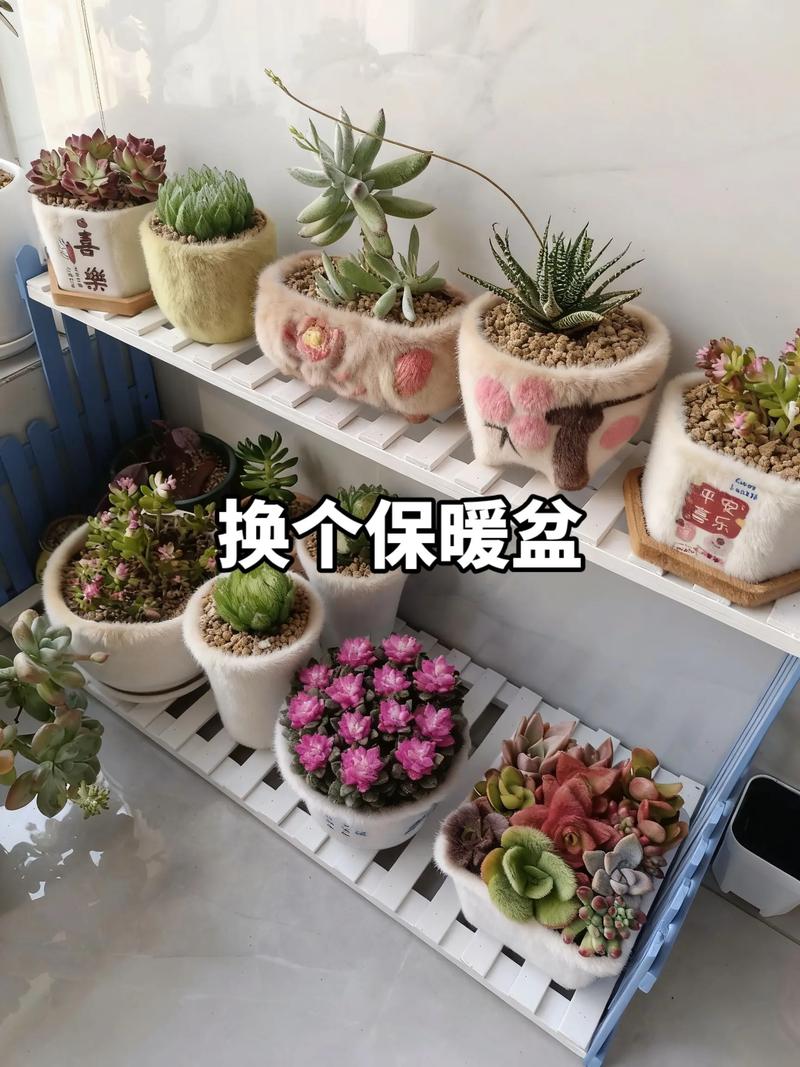 多肉冬天保暖妙招有哪些？-第2张图片-吾爱花网