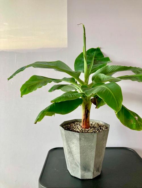 大型植物盆栽少浇水怎么养？-第1张图片-吾爱花网