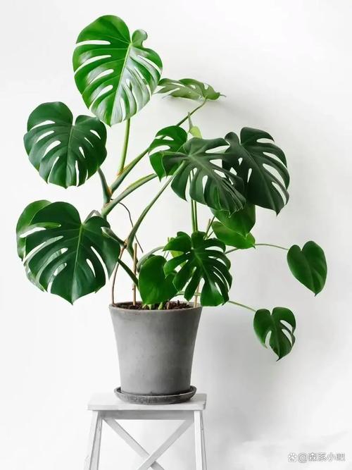 大型植物盆栽少浇水怎么养？-第3张图片-吾爱花网