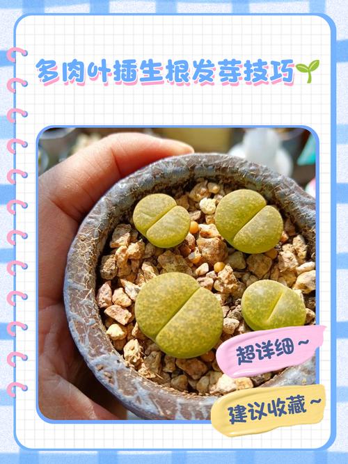 多肉叶子变小怎么办？-第1张图片-吾爱花网