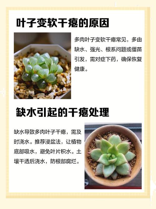 多肉叶子变小怎么办？-第2张图片-吾爱花网