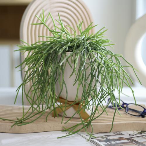 玉珊瑚盆栽怎么养图片-第2张图片-吾爱花网