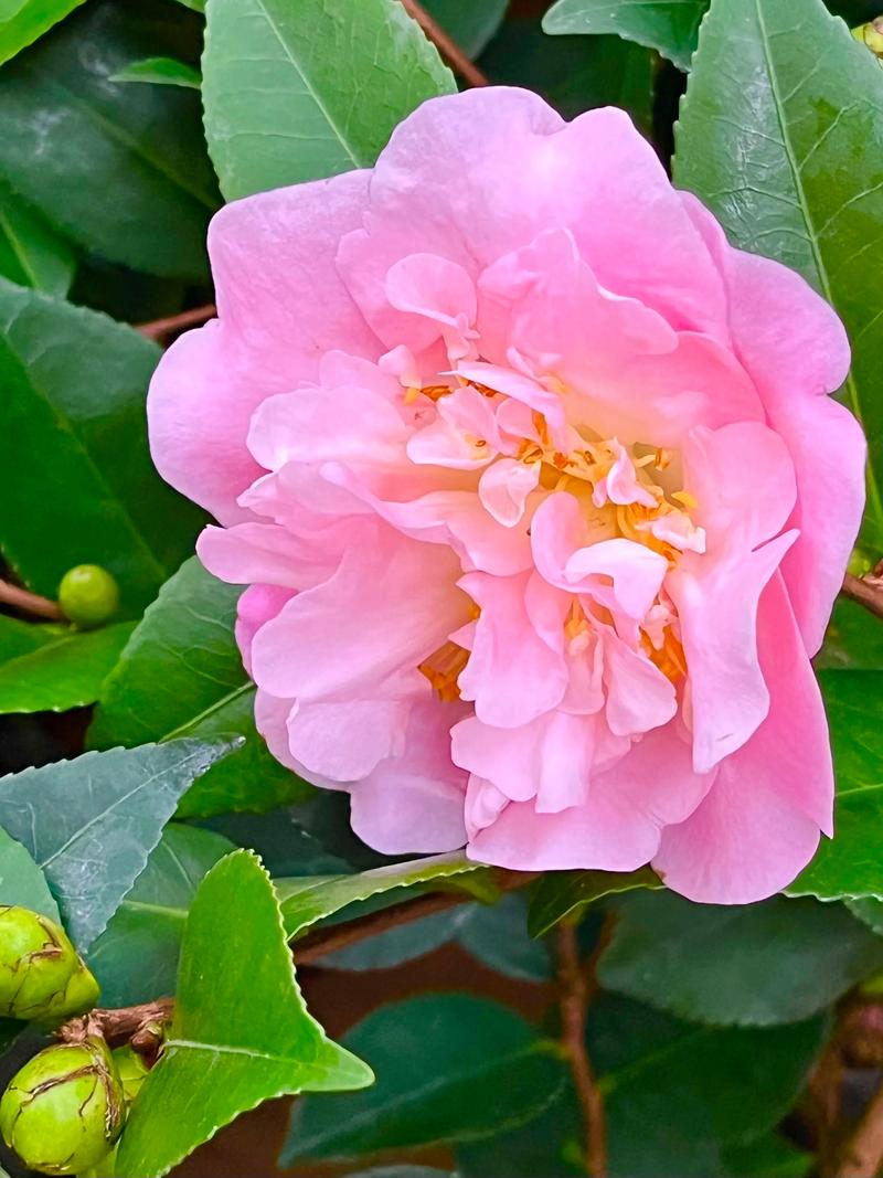 盆栽茶花几月开花？花期多久？-第3张图片-吾爱花网