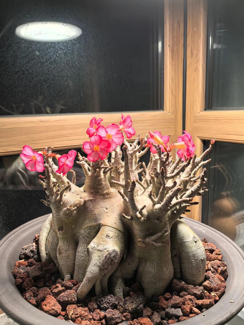 多肉沙漠玫瑰有哪些常见品种？-第1张图片-吾爱花网