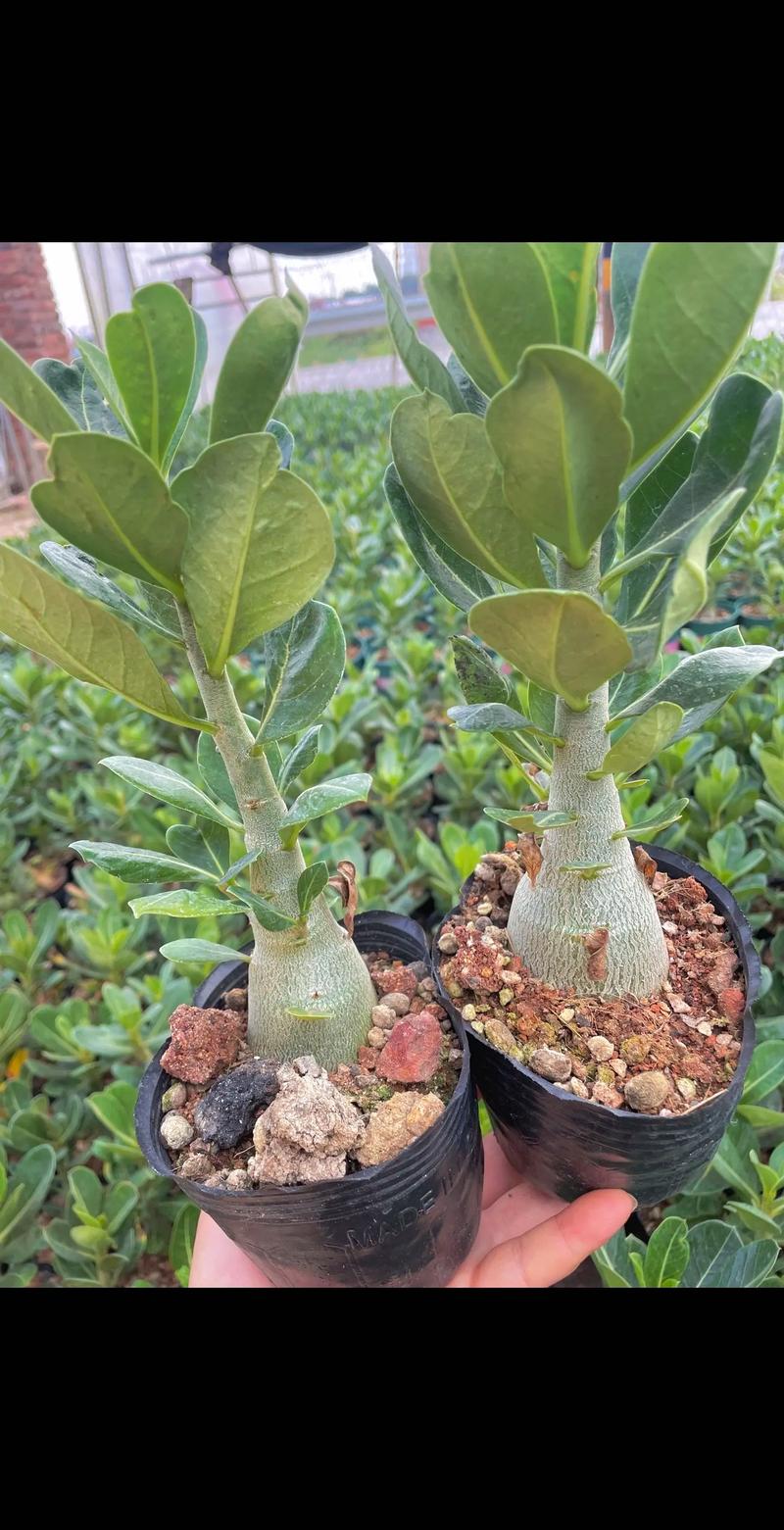 多肉沙漠玫瑰有哪些常见品种？-第3张图片-吾爱花网