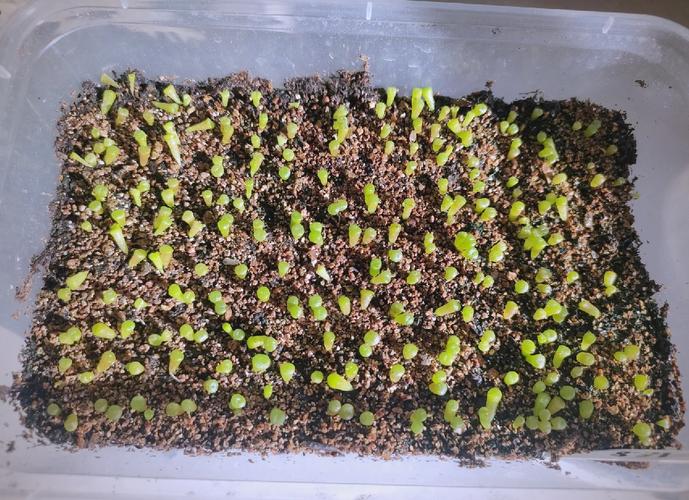多肉种子发芽后如何养护？-第2张图片-吾爱花网