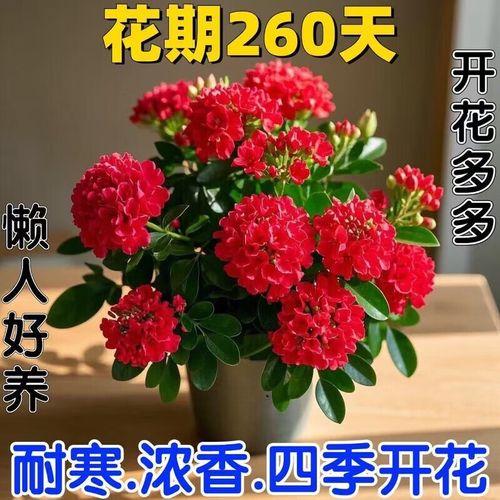 冬天斯文文文文文文文文文文文文文文文文-第1张图片-吾爱花网