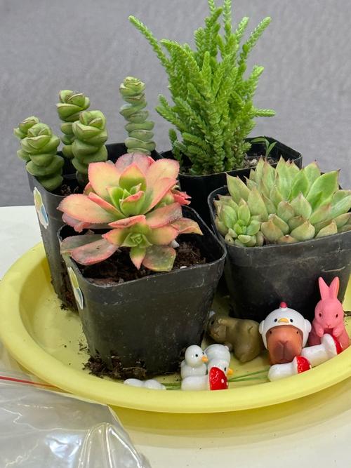 小盆栽种类有哪些？附图片参考。-第1张图片-吾爱花网