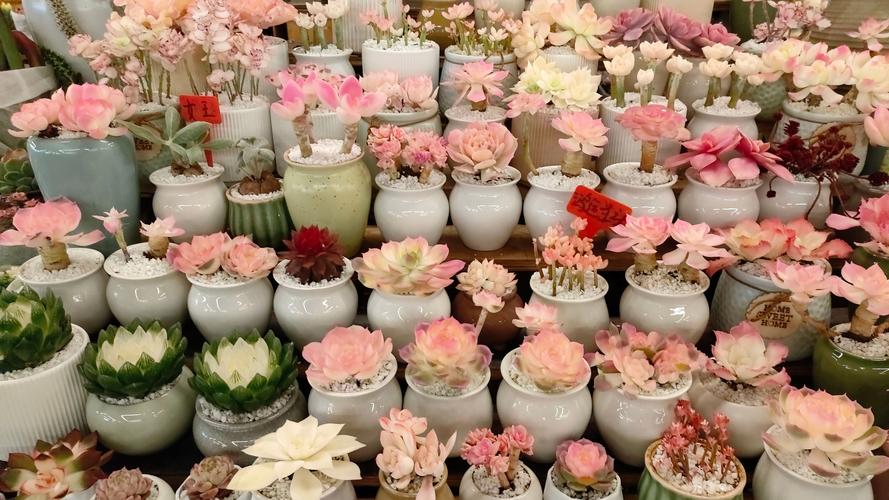 昆明斗南花市多肉批发价多少?-第1张图片-吾爱花网 昆明斗南花市多肉批发价多少?-第1张图片-吾爱花网