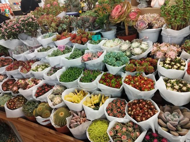昆明斗南花市多肉批发价多少?-第3张图片-吾爱花网 昆明斗南花市多肉批发价多少?-第3张图片-吾爱花网