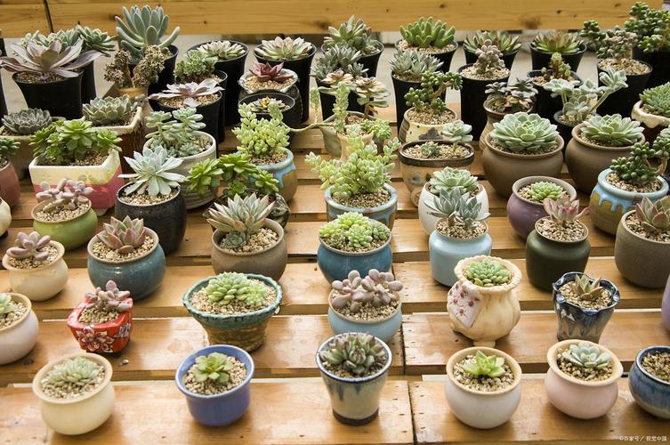 昆明斗南花市多肉批发价多少？-第2张图片-吾爱花网