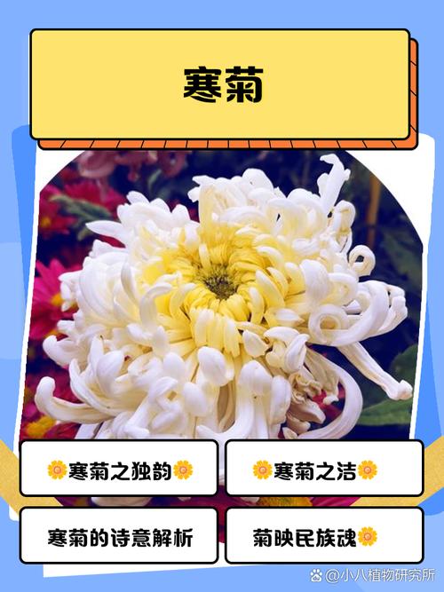 北方盆栽菊花会冻死吗？-第1张图片-吾爱花网