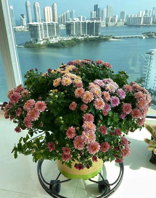 北方盆栽菊花会冻死吗？-第3张图片-吾爱花网